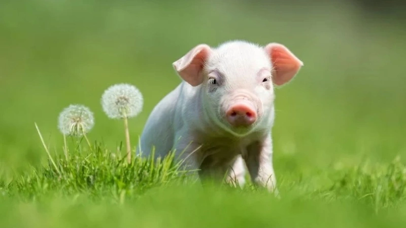 hình tuổi hợi bên cây hoa nhỏ cho chủ đề Tuổi Hợi xây nhà hướng nào để phát tài và an nhiên cả đời?