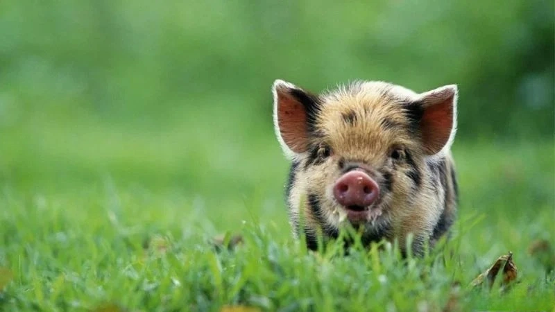 hình tuổi hợi xám đen cho chủ đề Tuổi Hợi xây nhà hướng nào để phát tài và an nhiên cả đời?
